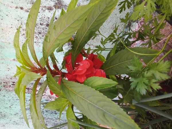 Identificação da planta Maria-sem-vergonha por foto