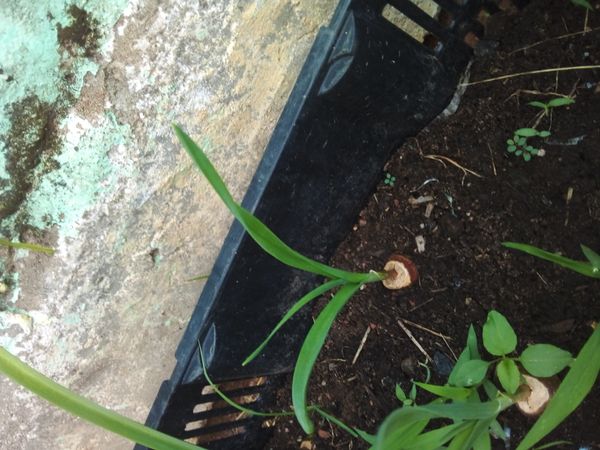Identificação da planta Alho por foto
