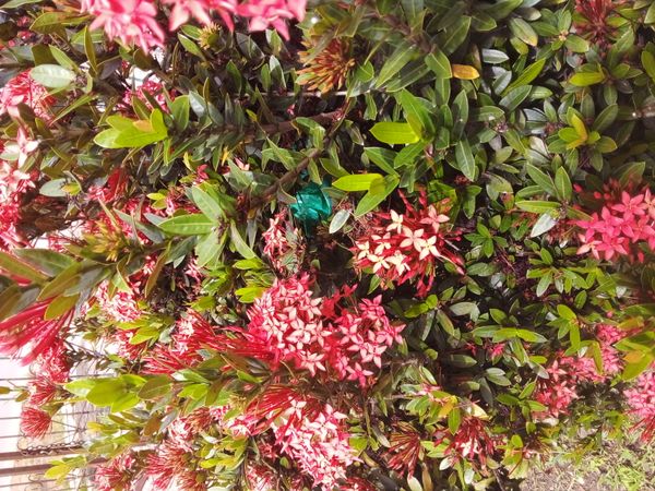 Identificação da planta Ixora por foto