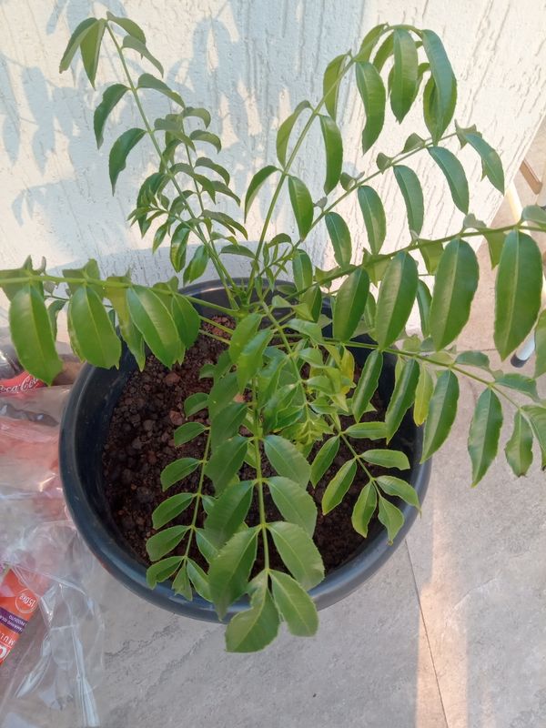 Identificação da planta Cajá-manga por foto