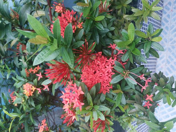 Identificação da planta Ixora por foto