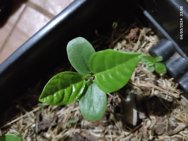 Identificação da planta Maracujá por foto