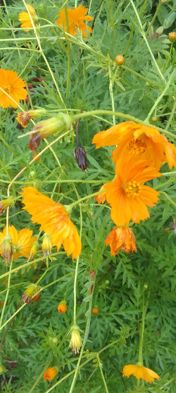 Identificação da planta Cosmos por foto