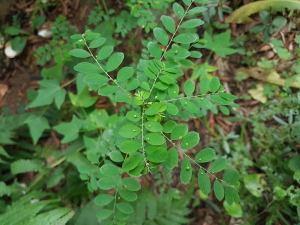 Identificação da planta Quebra pedra por foto