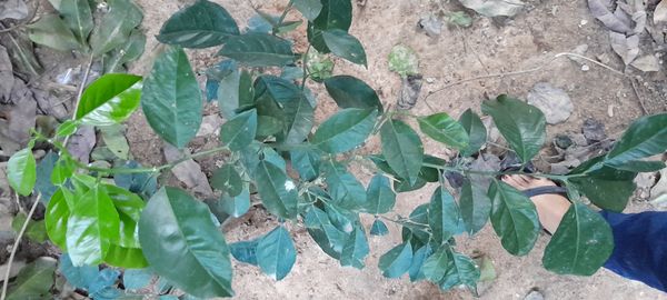 Identificação da planta Pomelo por foto