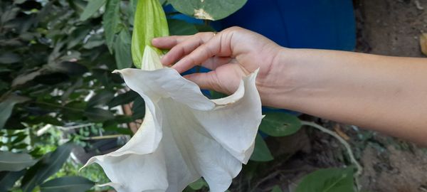 Identificação da planta Trombeta-de-anjos por foto