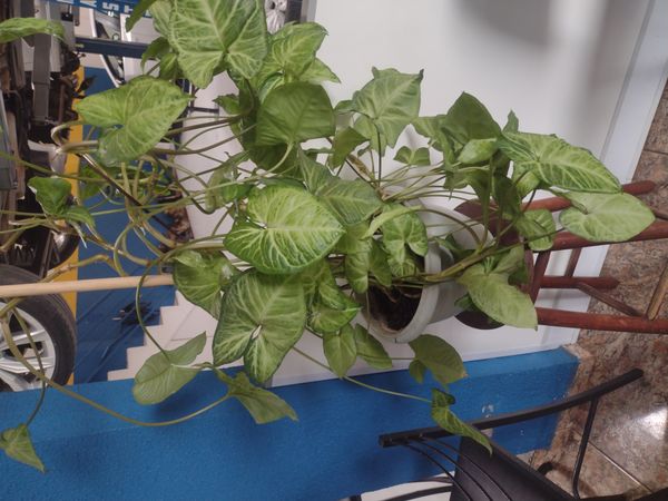 Identificação da planta Singônio por foto