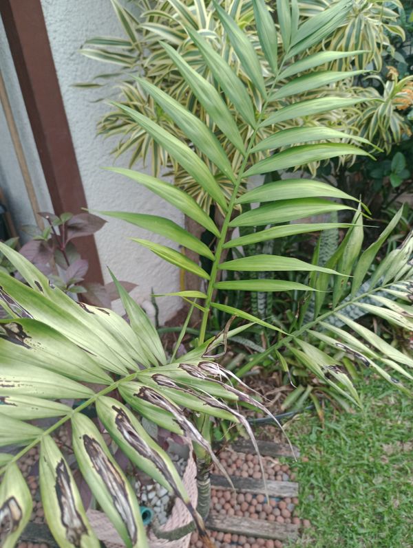 Identificação da planta Palmeira-ráfis por foto