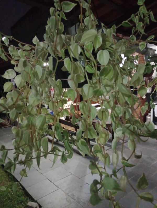 Identificação da planta Peperomia Hope por foto