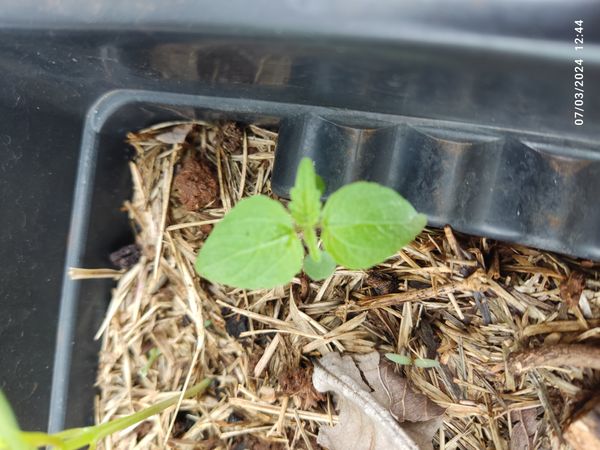 Identificação da planta Erva-de-vidro por foto