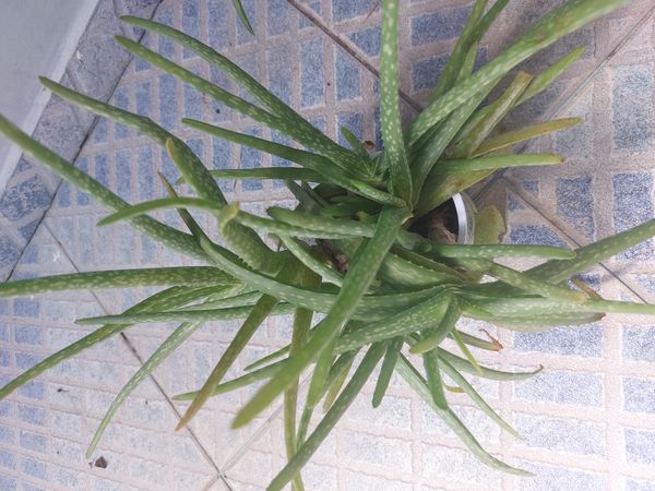 Identificação da planta Babosa por foto