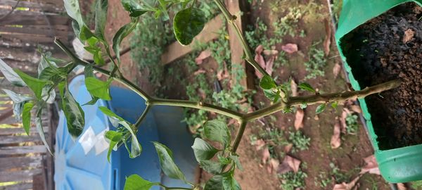 Identificação da planta Pimenta-de-cheiro por foto