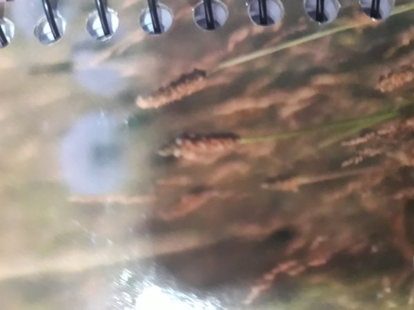 Identificação da planta Capim-melim por foto