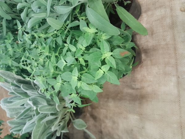 Identificação da planta Manjericão por foto