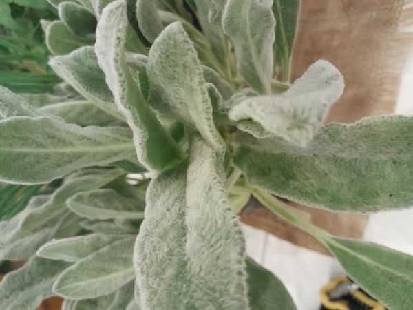 Identificação da planta Peixinho-da-horta por foto