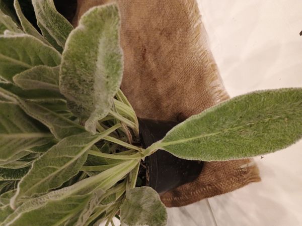 Identificação da planta Peixinho-da-horta por foto
