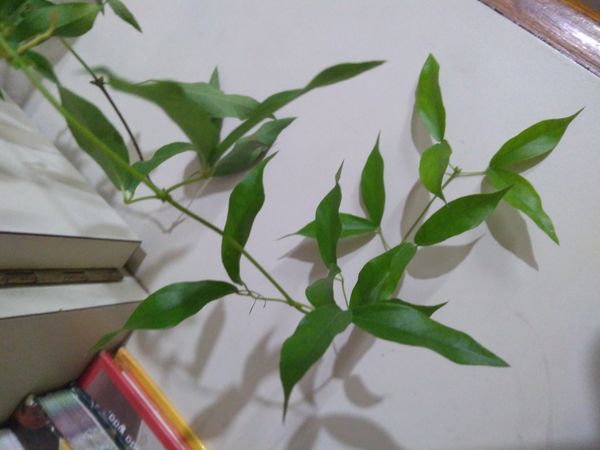 Identificação da planta Unha-de-gato por foto