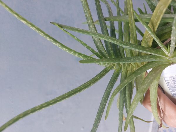 Identificação da planta Babosa por foto