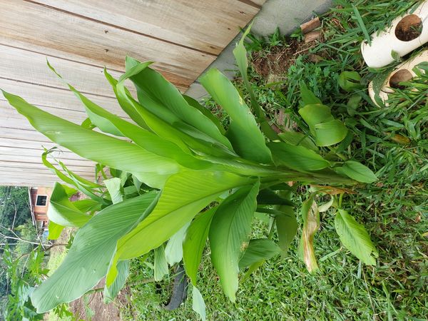 Identificação da planta Cúrcuma por foto