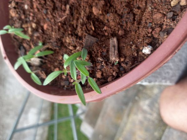 Identificação da planta Segurelha por foto