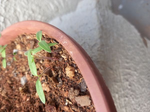 Identificação da planta Rosa-pálida por foto