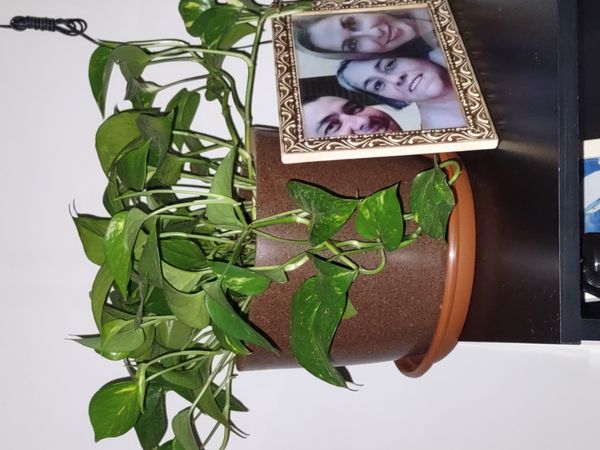 Identificação da planta Jiboia por foto