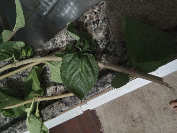 Identificação da planta Cidreira por foto