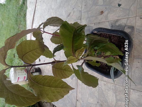 Identificação da planta Camarão-branco por foto