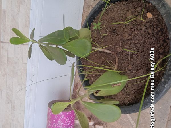 Identificação da planta Abaneiro por foto