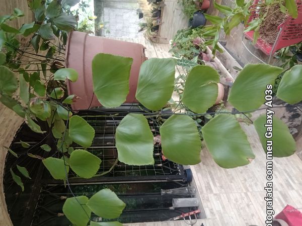 Identificação da planta Avenca-prateada por foto