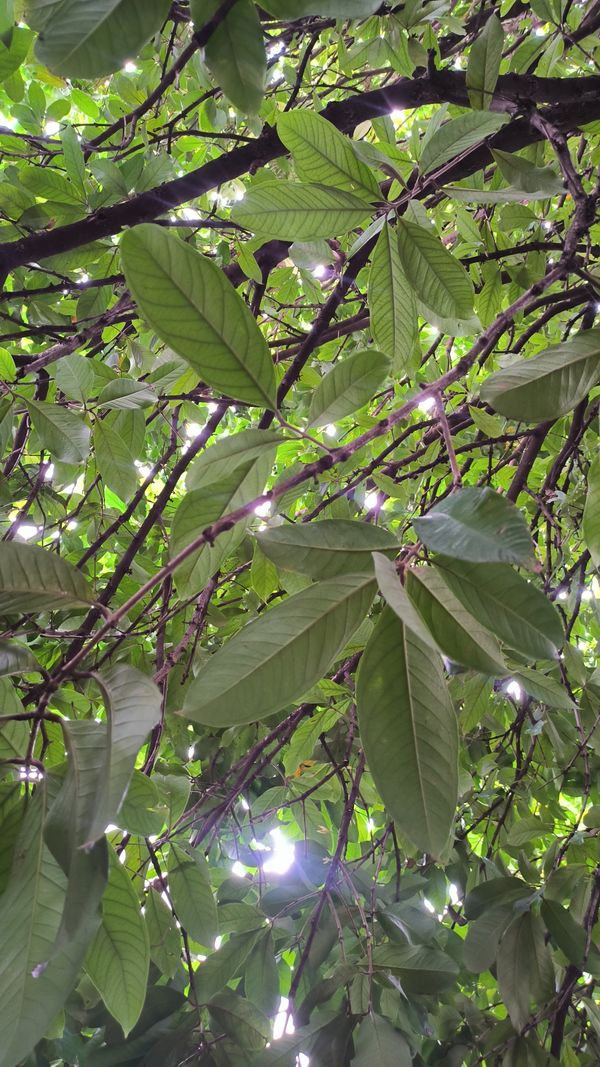 Identificação da planta Jambo por foto