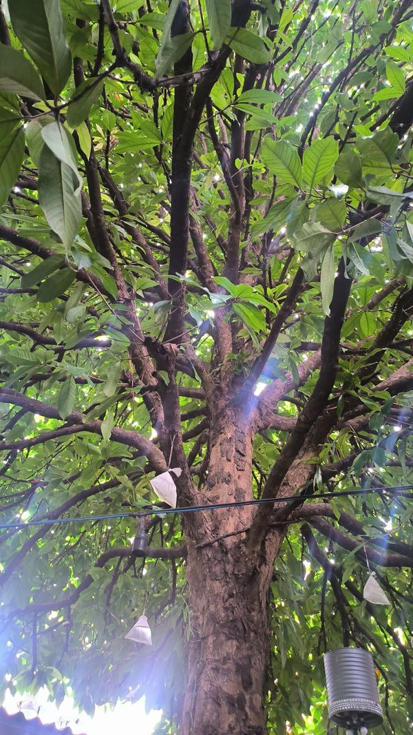 Identificação da planta Jambo por foto