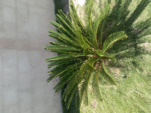 Identificação da planta Sagu-de-jardim por foto