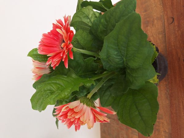Identificação da planta Gérbera por foto