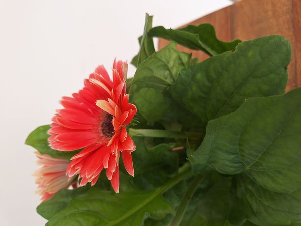 Identificação da planta Gérbera por foto