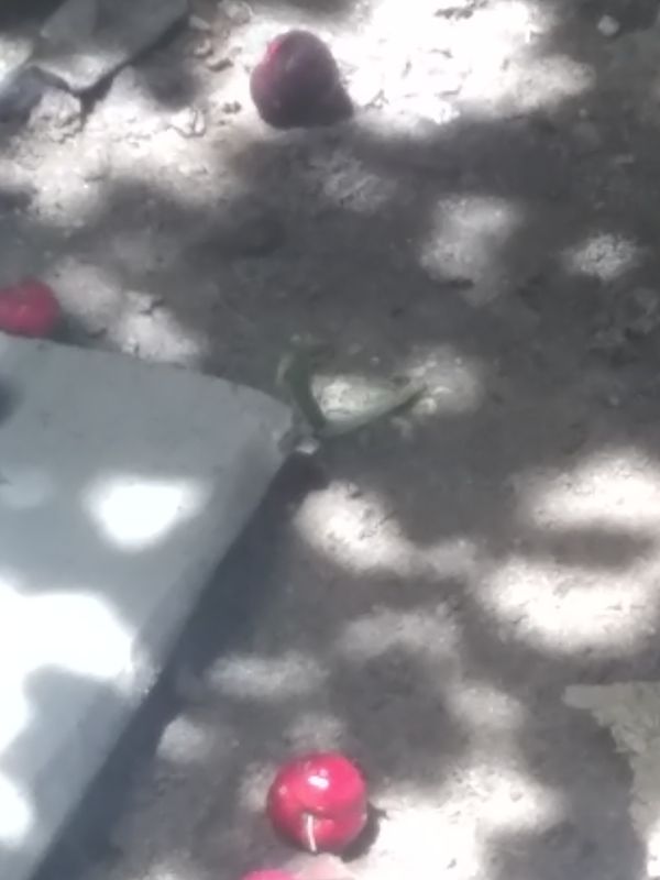 Identificação da planta Acerola por foto