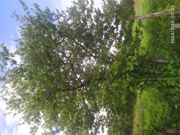 Identificação da planta Mutamba por foto
