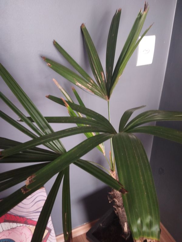 Identificação da planta Palmeira-ráfis por foto