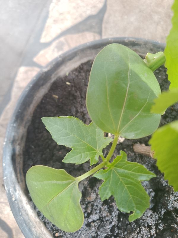 Identificação da planta Maracujá por foto