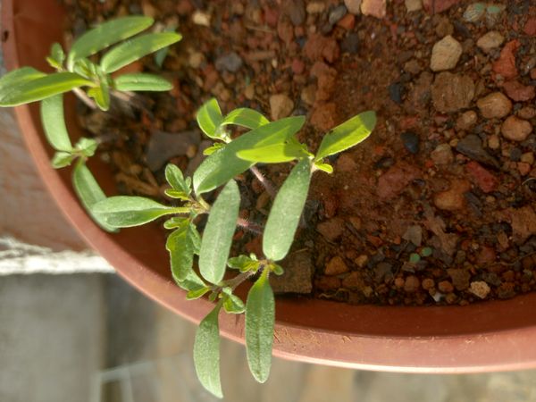 Identificação da planta Segurelha por foto
