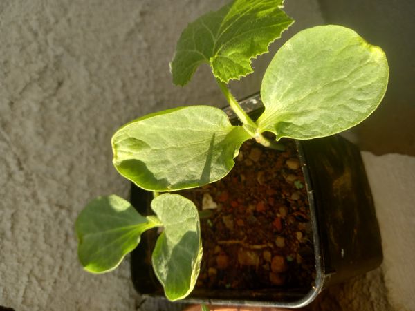Identificação da planta Abóbora moranga por foto
