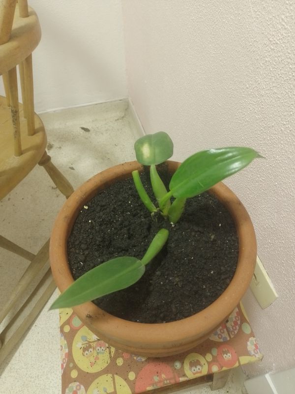 Identificação da planta Pacová por foto