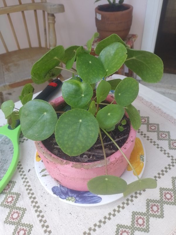 Identificação da planta Planta da amizade por foto