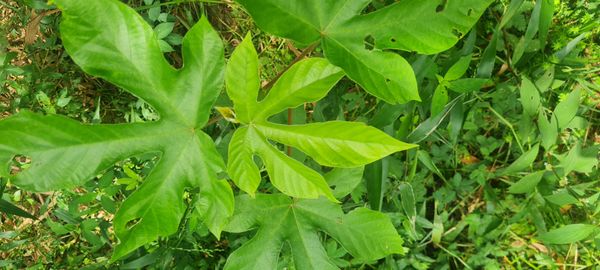 Identificação da planta Embaúba por foto