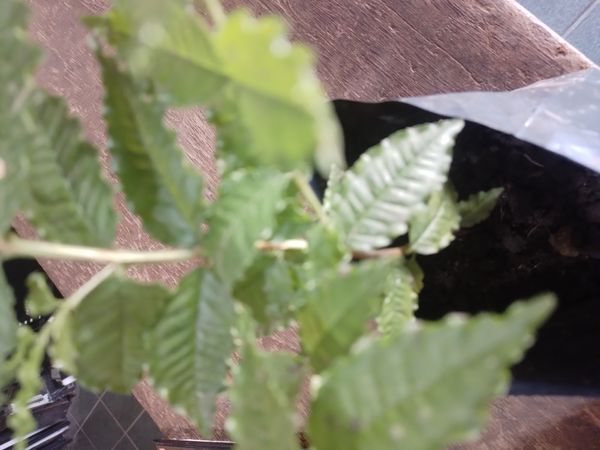 Identificação da planta Azereiro por foto