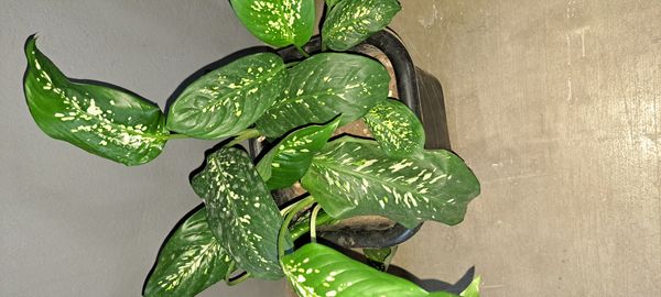 Identificação da planta Comigo-ninguém-pode por foto