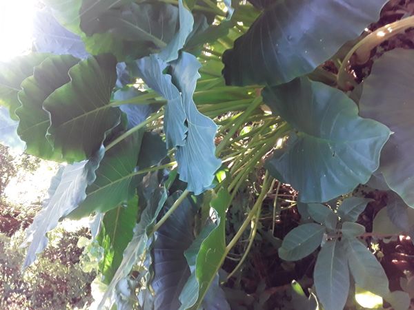 Identificação da planta Orelha-de-elefante por foto