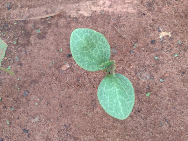 Identificação da planta Abóbora moranga por foto