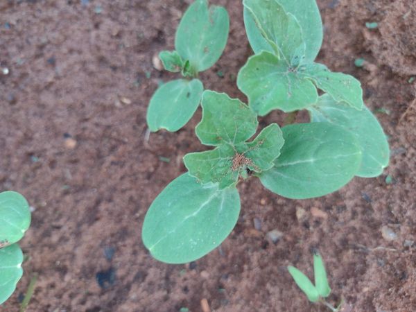 Identificação da planta Melancia por foto