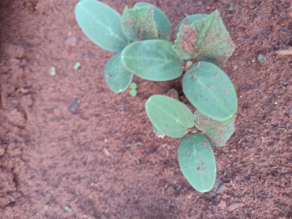 Identificação da planta Pepino por foto